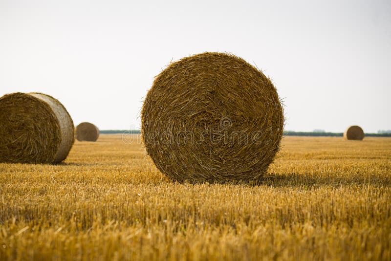 Rolls Of Haystacks On The Field Summer Farm Scenery With Haystack On