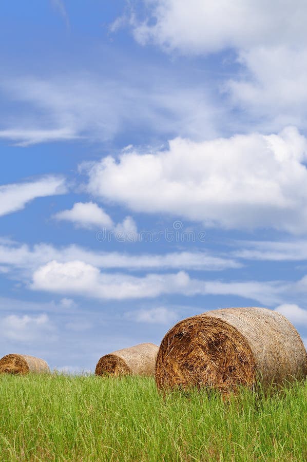 Rolls of straw on the field