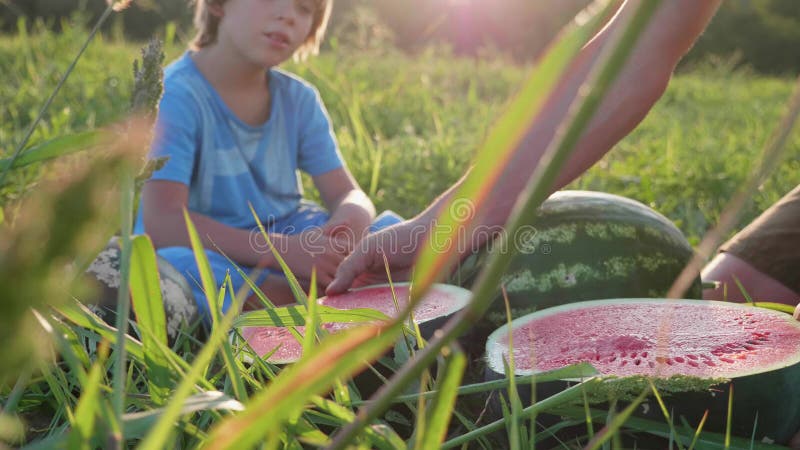 Rolnicy i syna łasowania arbuz na polu organicznie gospodarstwo rolne ojcują