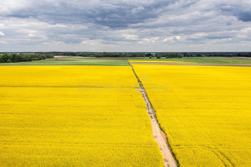 Rolnicze pola krajobrazowe żółtej colzy pod moody chmury nieba obraz stock