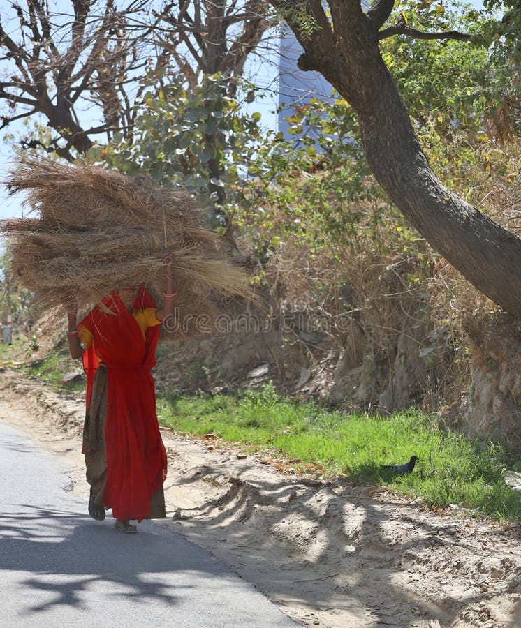 RURAL RAJASTHAN INDIA 02 15 2023: Farmer woman carrying food for his cattle on her head. RURAL RAJASTHAN INDIA 02 15 2023: Farmer woman carrying food for his cattle on her head