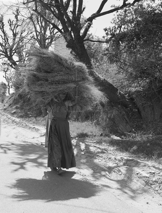 RURAL RAJASTHAN INDIA 02 15 2023: Farmer woman carrying food for his cattle on her head. RURAL RAJASTHAN INDIA 02 15 2023: Farmer woman carrying food for his cattle on her head