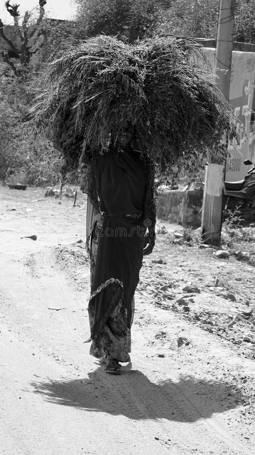 RURAL RAJASTHAN INDIA 02 15 2023: Farmer woman carrying food for his cattle on her head. RURAL RAJASTHAN INDIA 02 15 2023: Farmer woman carrying food for his cattle on her head