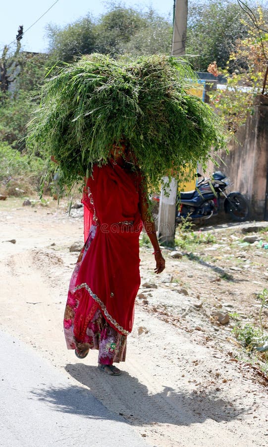 RURAL RAJASTHAN INDIA 02 15 2023: Farmer woman carrying food for his cattle on her head. RURAL RAJASTHAN INDIA 02 15 2023: Farmer woman carrying food for his cattle on her head