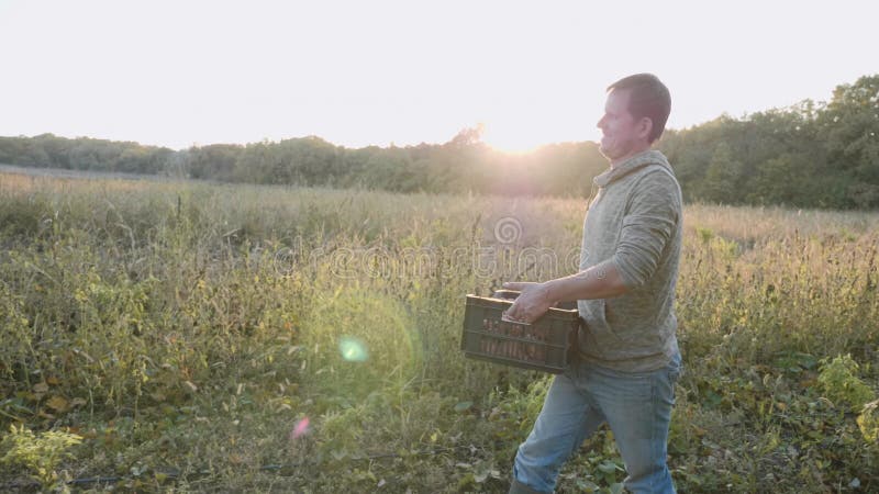 Rolnik niesie pudełko z batatem przy polem