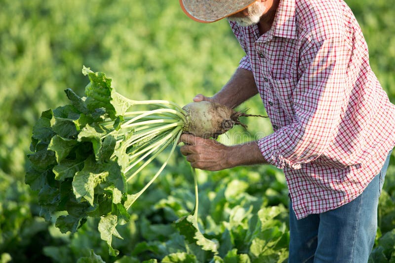 Rolnik uprawiający buraki cukrowe w terenie
