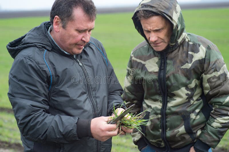 Rolnik z agronomem analizuje rozwój pszeniczne rozsady na polu w wiośnie obrazy stock Rolnik z agronomem analizuje rozwój pszeniczne rozsady na polu w wiośnie obrazy stock