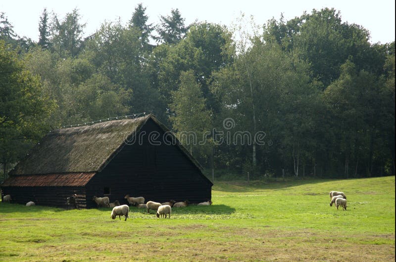 Rolnych holenderów starych owiec