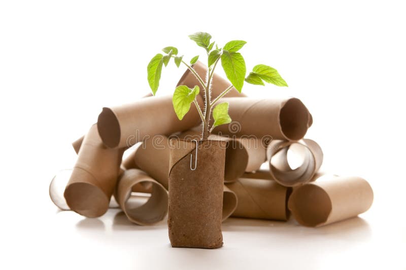 Empty toilet paper roll recycled as a seedling planter. Empty toilet paper roll recycled as a seedling planter