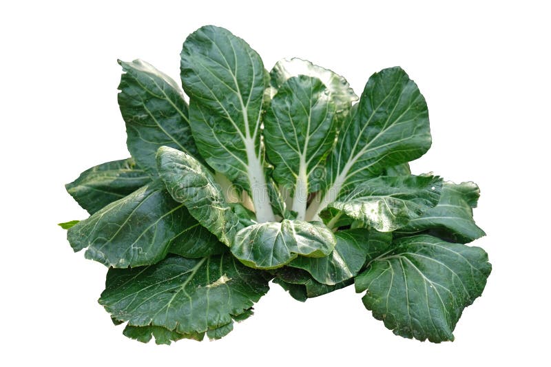 Romain Lattuce pak choi immagini stock libere da diritti