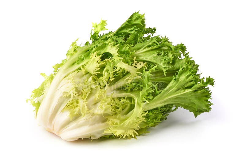 Romain Lettuce fresco Indivia croccante Primo piano, isolato su fondo bianco immagini stock
