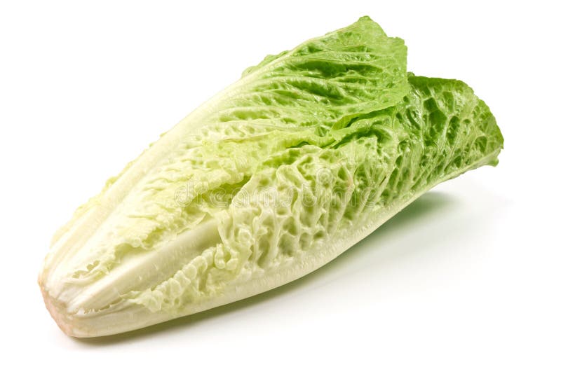 Romain Lettuce fresco, isolato su fondo bianco immagini stock libere da diritti