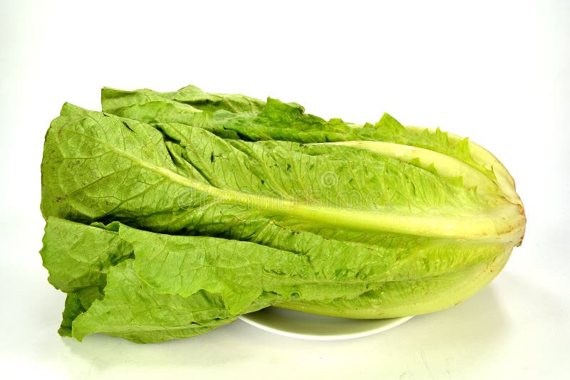 Romain lettuce