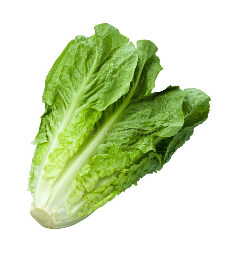 Romain Lettuce isolated on white