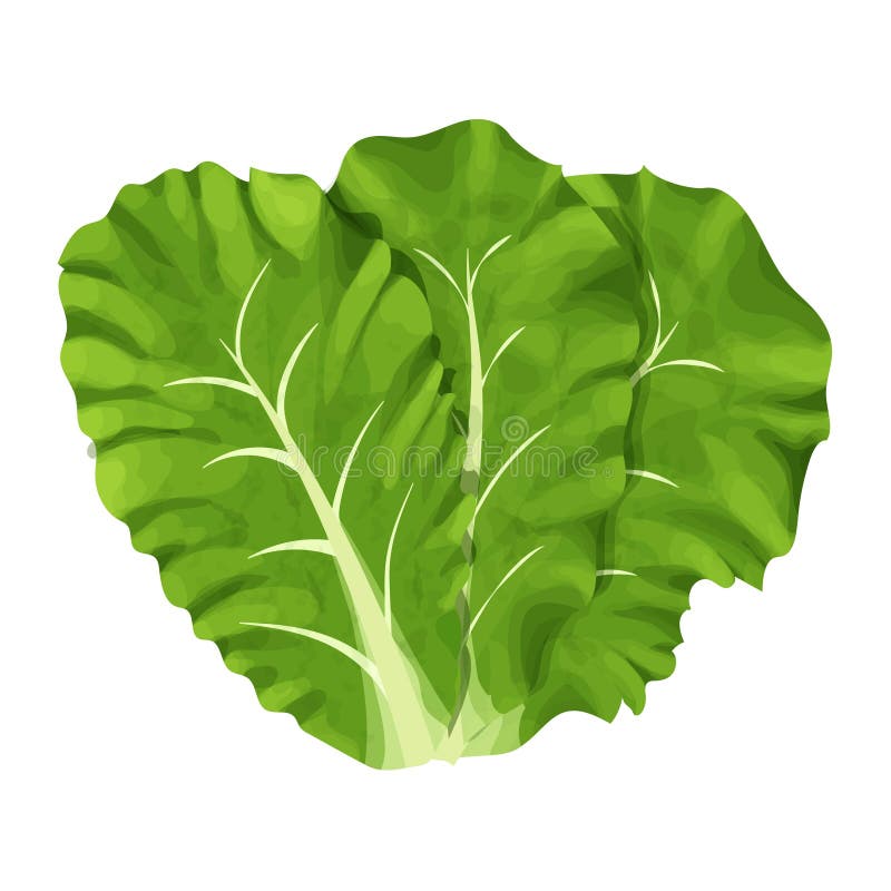 Romain Salad, Composition of Leaves Colorful and Detailed Drawing Isolated  on White Background. Design Element, Clipart, Herbs for Stock Illustration  - Illustration of eating, background: 206492742