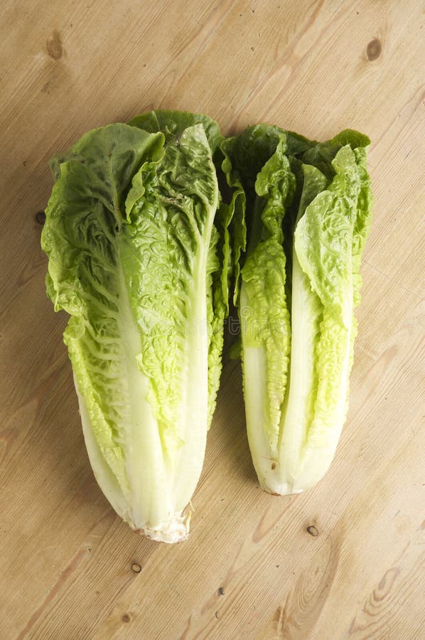 Romaine Lettuce