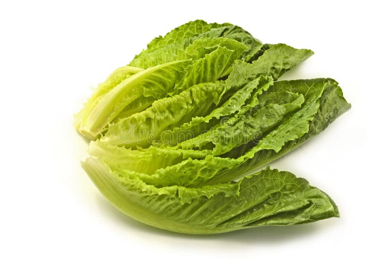 Romaine lettuce on a plate stock photo. Image of vegetable 9014090