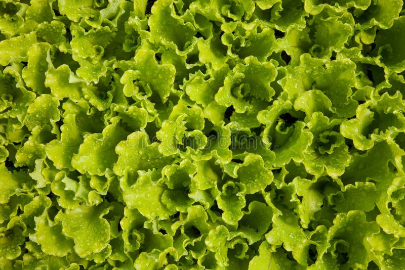 Fresh outbreaks of Romaine Lettuce in a hotbed