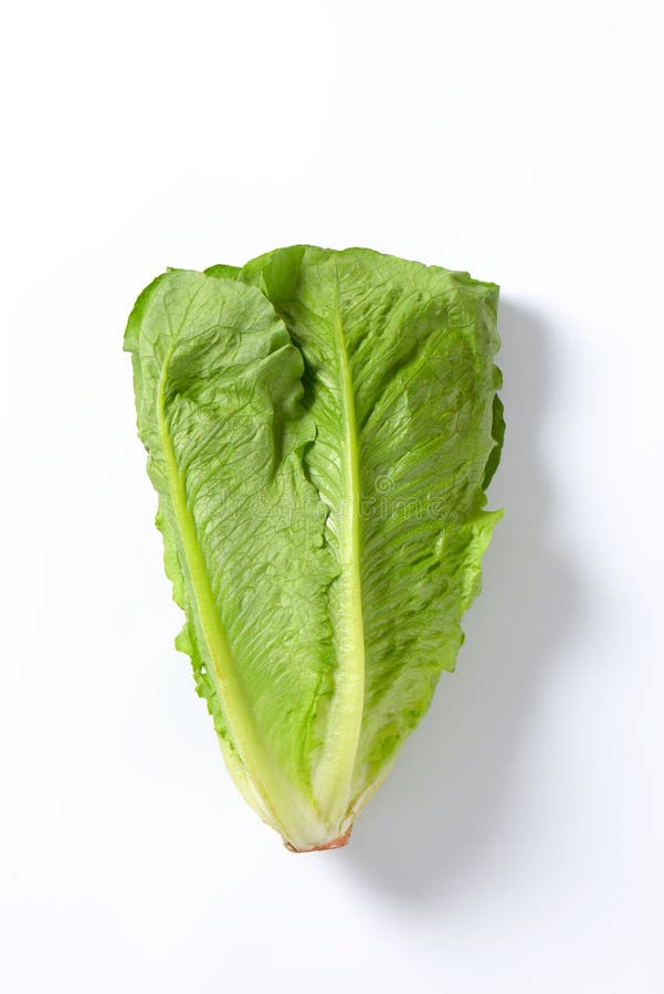Romaine Lettuce photos libres de droits Romaine Lettuce photos libres de droits