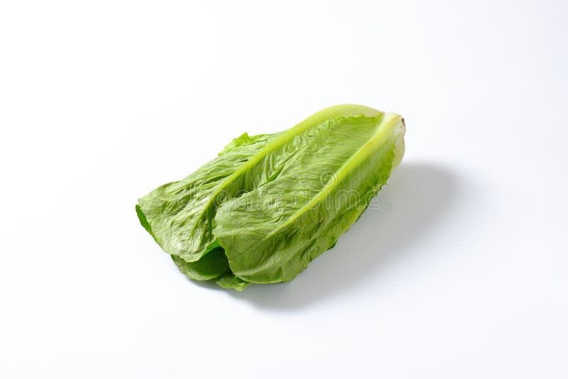 Romaine lettuce stock photo. Image of leaf, organic, agriculture 58774552