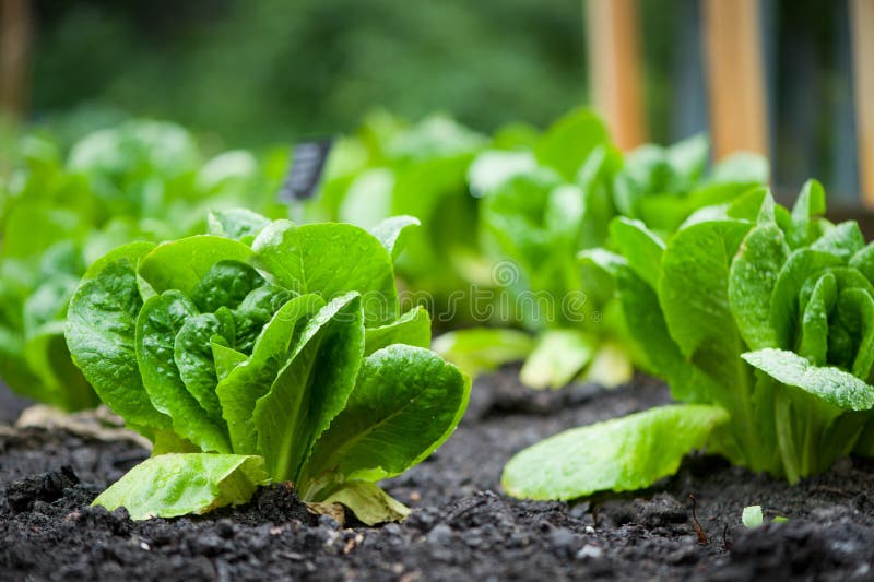 Romaine lettuce stock photo. Image of romaine, lettuce 42181810