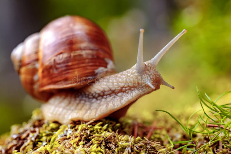 Roman slak van schroefpomatia de ook, de slak van Bourgondië stock foto Roman slak van schroefpomatia de ook, de slak van Bourgondië stock foto