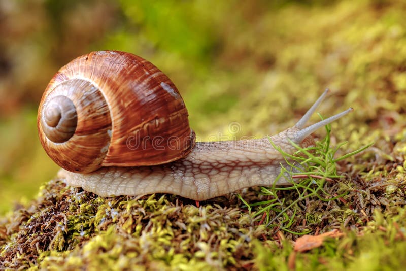 Roman slak van schroefpomatia de ook, de slak van Bourgondië royalty-vrije stock afbeeldingen Roman slak van schroefpomatia de ook, de slak van Bourgondië royalty-vrije stock afbeeldingen