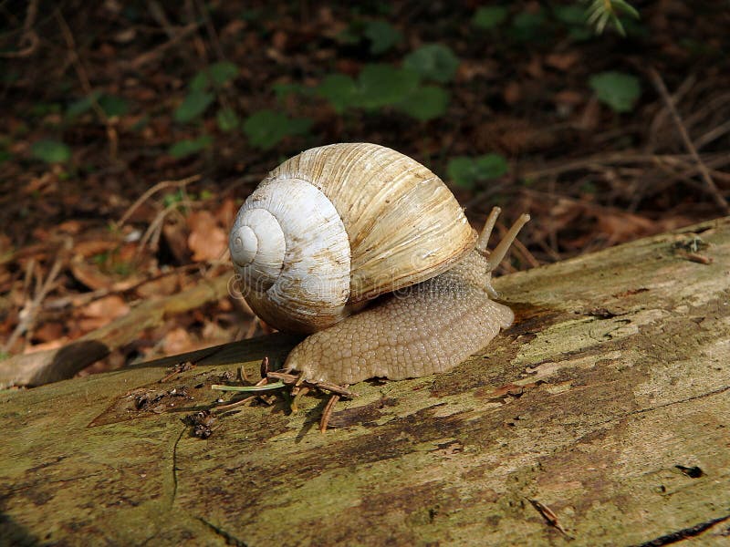  Edible molluscs  stock image Image of macro philippinarum 