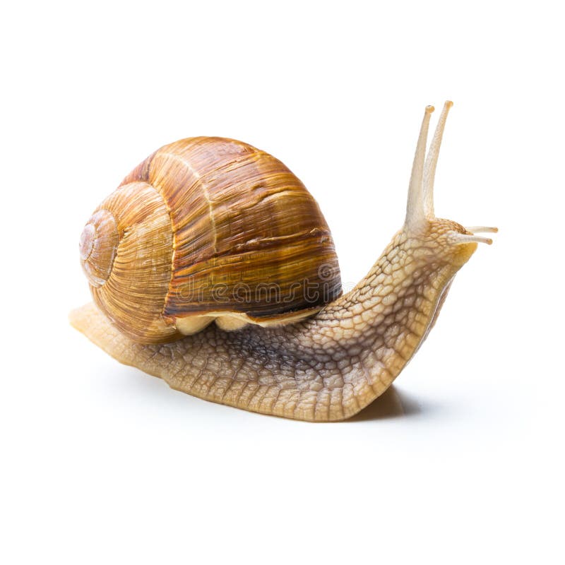 A big snail looks up isolated on white background. Taken in Studio with a 5D mark III. A big snail looks up isolated on white background. Taken in Studio with a 5D mark III