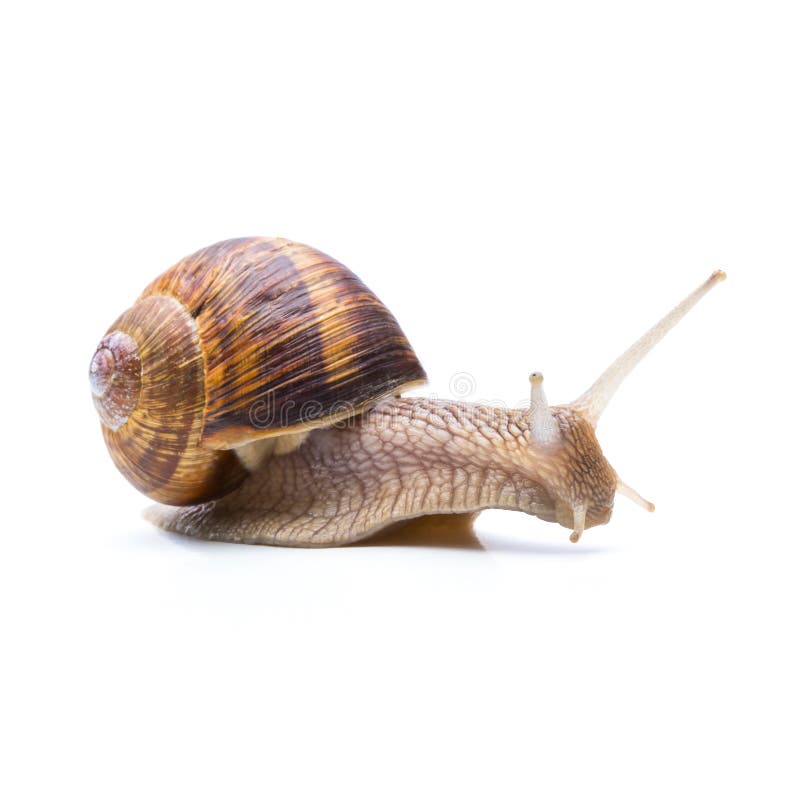 A roman snail is searching something isolated on white background. Taken in Studio with a 5D mark III. A roman snail is searching something isolated on white background. Taken in Studio with a 5D mark III