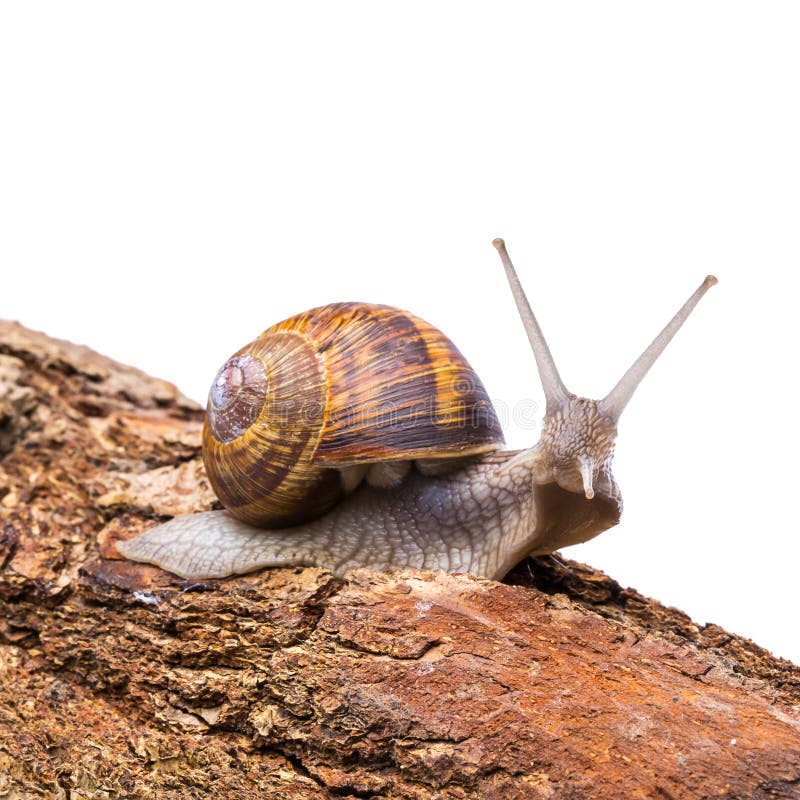 A Roman snail on a tree trunk looks curious isolated on white background. Taken in Studio with  a 5d mark III. A Roman snail on a tree trunk looks curious isolated on white background. Taken in Studio with  a 5d mark III