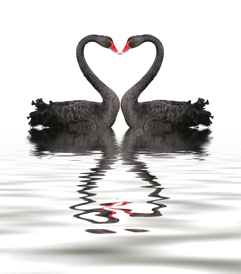 Romance da cisne preta fotografia de stock royalty free Romance da cisne preta fotografia de stock royalty free