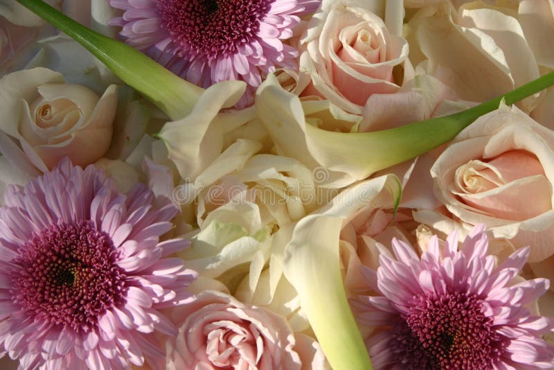 Romance in white and pink stock image. Image of warm, white 2437483