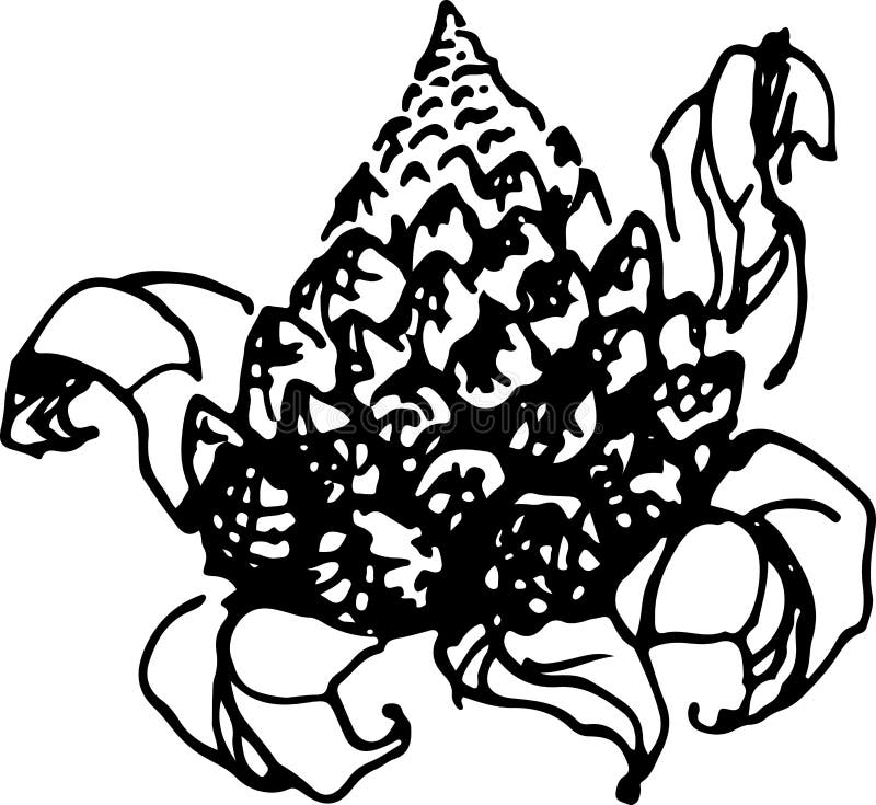 Romanesco Auch im corel abgehobenen Betrag lizenzfreie abbildung Romanesco Auch im corel abgehobenen Betrag lizenzfreie abbildung