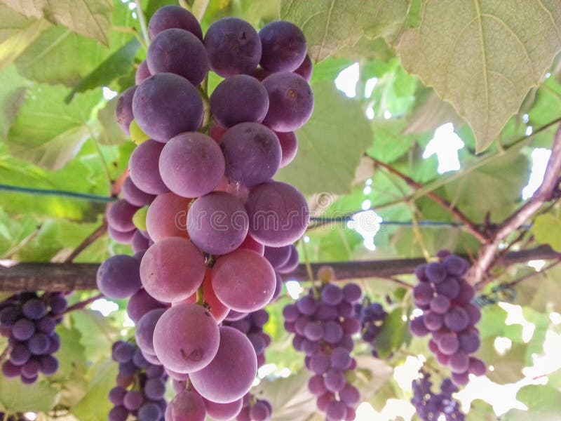 Romanian bio ripe grapes on grapevine