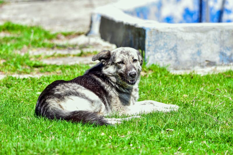 Romanian Carpathian Shepherd 2 - Romania