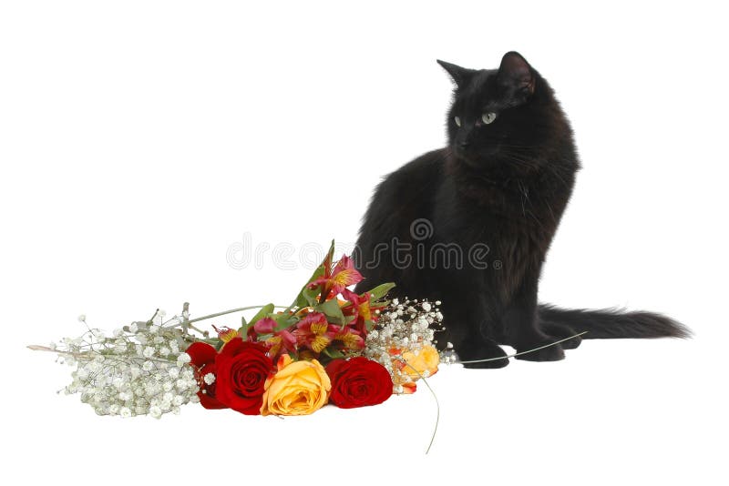 Romantic cat