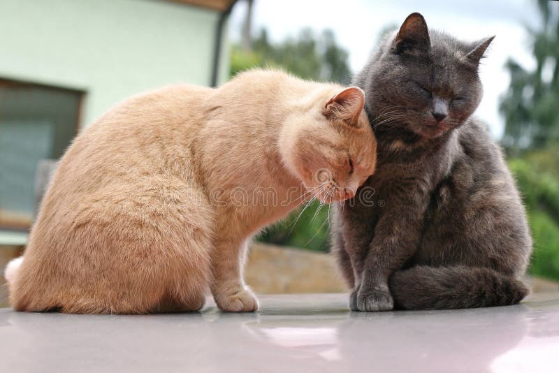Dvě romantické kočky zblízka.