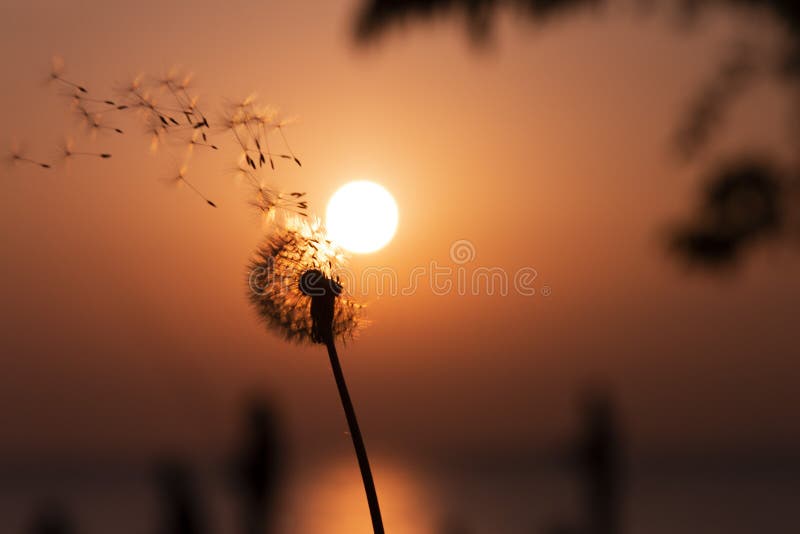 Romantic Dandelion Sunset