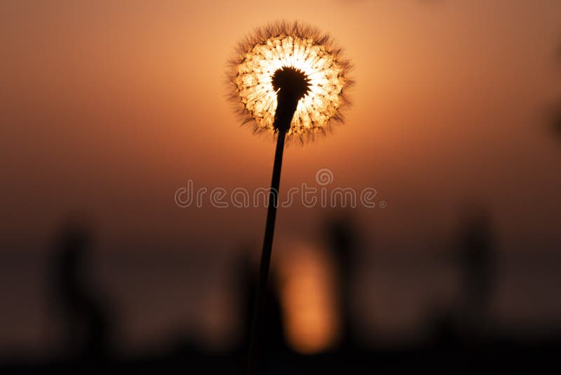 Romantic Dandelion Sunset