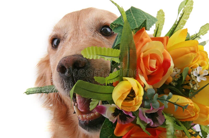 Romantic dog with flower