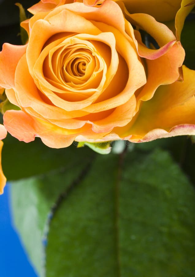 Romantic flowers stock image. Image of bouquets, petals 2979445