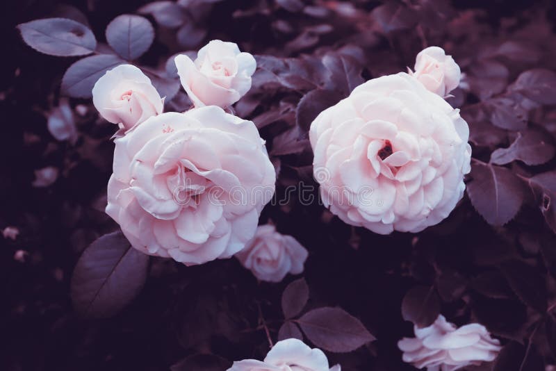 Những hình ảnh băng banner màu hồng trắng đẹp tuyệt vời sẽ chứa đựng số lượng lớn những hoa cúc xung quanh, tạo nên một không gian thật tươi sáng và ấm áp. Hãy xem qua các bức ảnh này trên Instagram và chọn một bức làm nền cho trang cá nhân của bạn.