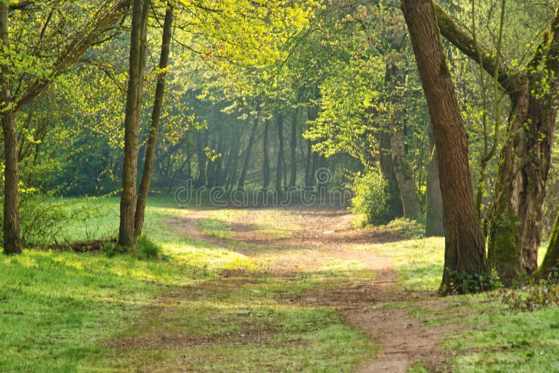 Romantic Forest