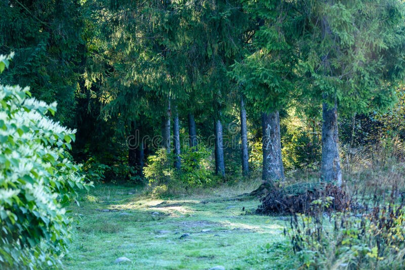 Romantická štěrková cesta v zeleném stromovém lese