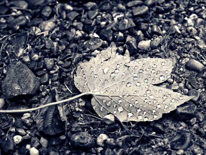 Maple leaf with rain drops on pebble ground monochrome image royalty free stock images