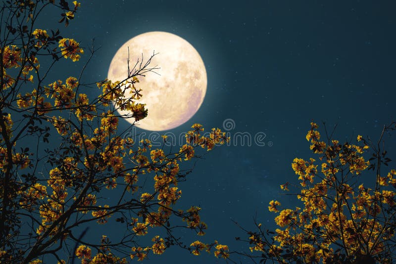 Romantic Night Fantasy With Full Moon Stock Photo Image Of Fresh