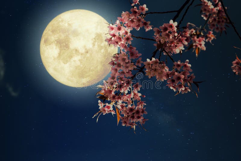 Beautiful cherry blossom sakura flowers in night skies with full moon.