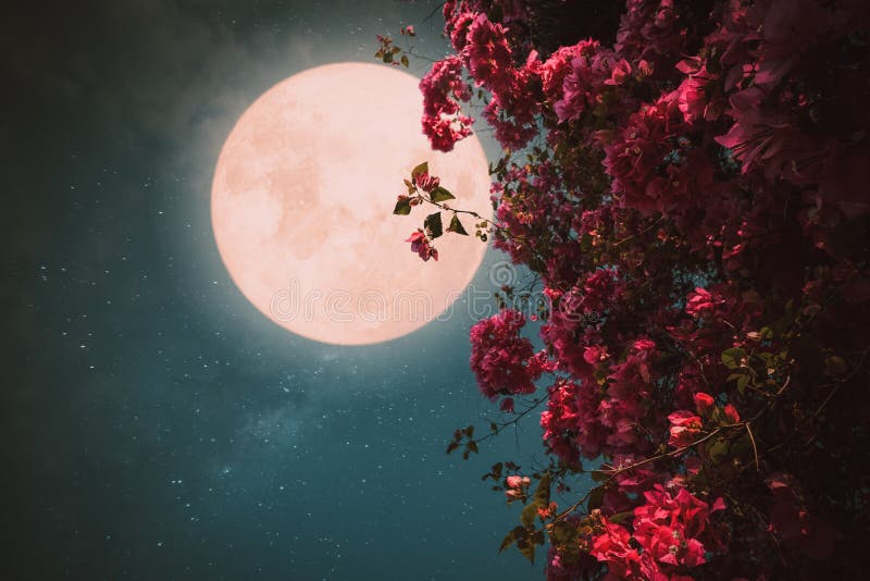 Beautiful pink flower blossom in night skies with full moon.