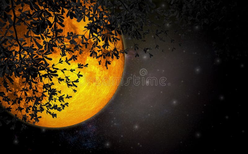 Romantic night sky with large moon orange color, beautiful sprawling branches dark leaves in skies,universe and stars,Concept story, fantasy and fairy tale ,Elements image furnished by NASA